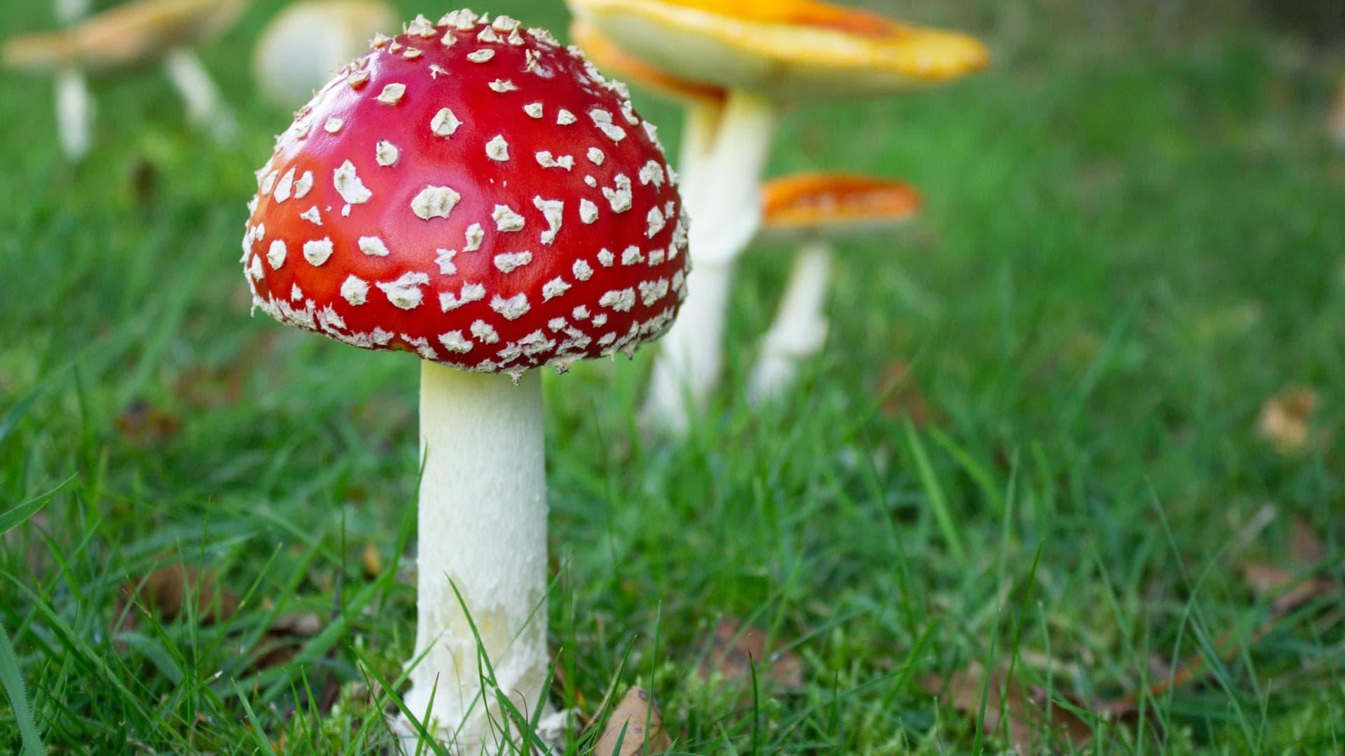 Das sind die 5 giftigsten Pilze in Deutschland