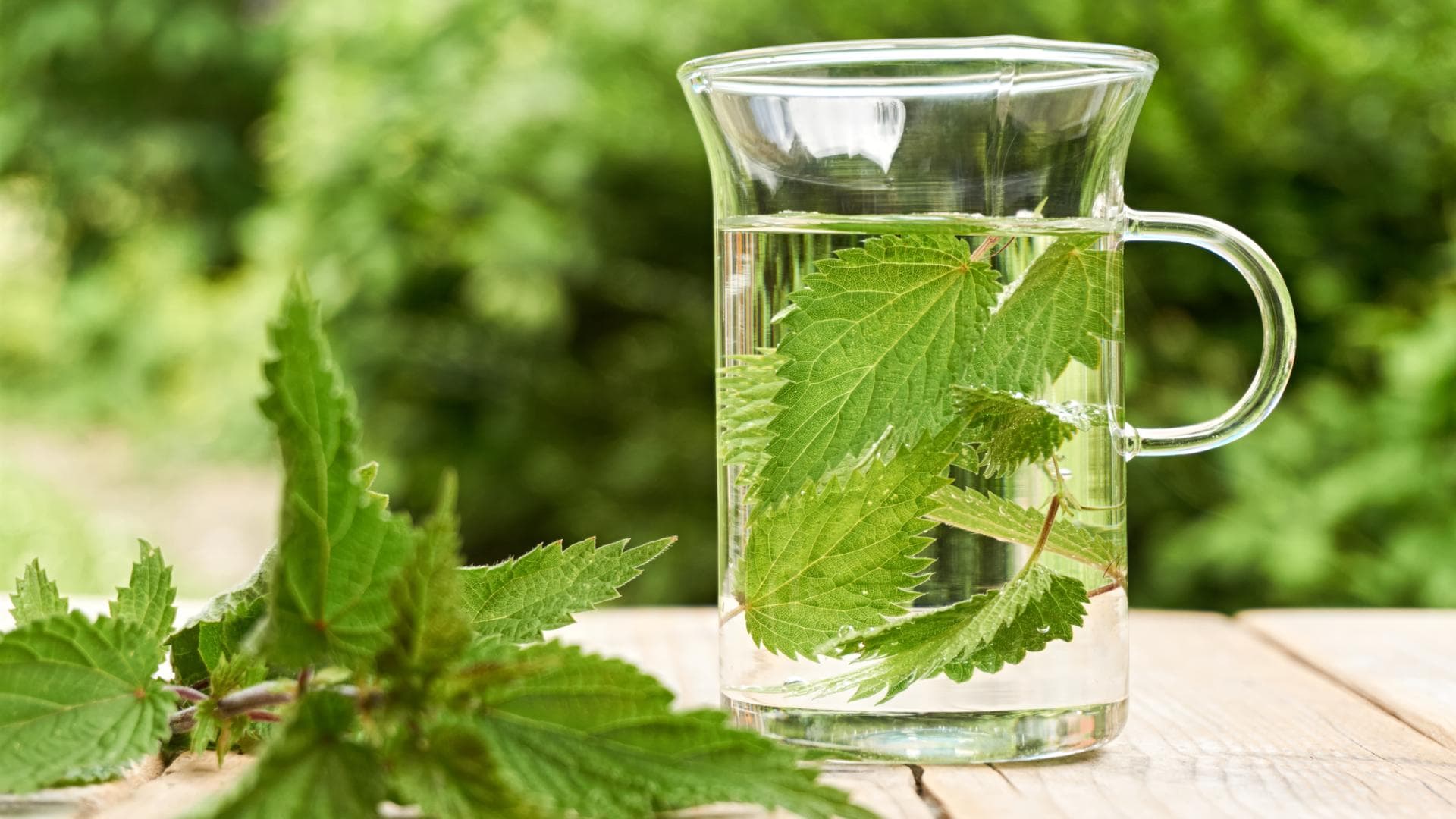Brennnessel-Haarwasser-selber-machen-So-geht-s