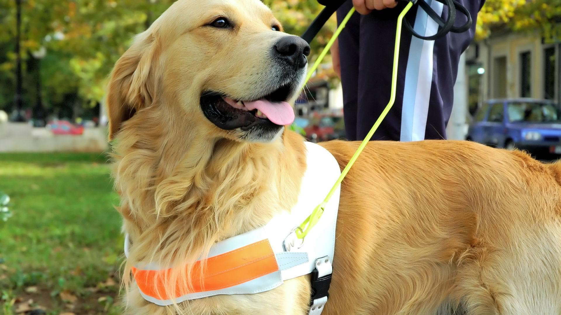 Können Hunde künftig bei der Erkennung von Covid19 helfen?