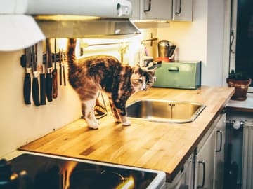 Diese Lebensmittel sind für Katzen giftig