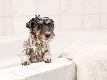 Hund baden Hund baden