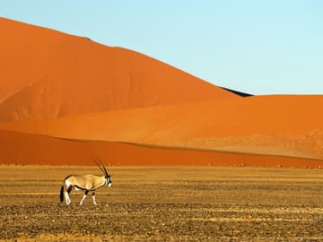 Safari in Namibia Safari in Namibia