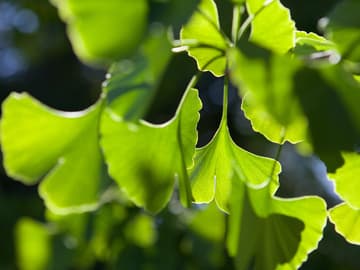 Gingko Gingko