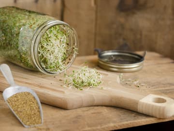 Alfalfa-Sprossen selbst ziehen im Glas Alfalfa-Sprossen aus Einwegglas auf Holzbrett