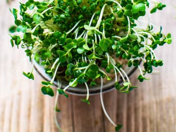frische Gartenkresse im Glas grüne Kresse im Einmachglas