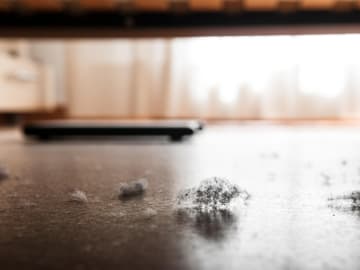 Milben lieben Staub Staub unter dem Bett