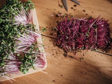 Rotkohlsprossen sind vitaminreich frische Rotkohlsprossen auf Holztisch