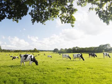 Kühe auf Wiese Kühe auf Wiese