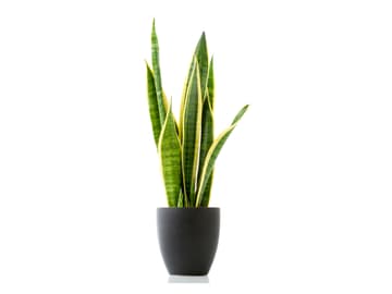 Orchidee