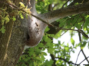 Die Nester der Raupen enthalten viele Millionen Brennhaare Nest der Eichenprozessionsspinnerraupen an Astgabelung