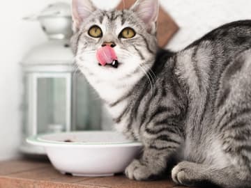 Katze frisst Katze frisst