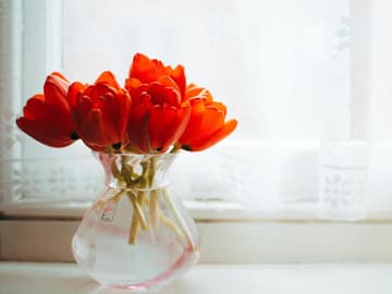 Tulpen