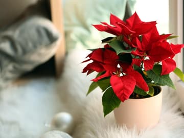 Weihnachtsstern