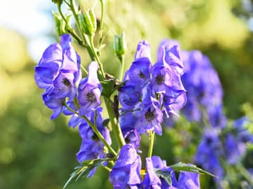 Blauer Eisenhut Blütenstand des Blauen Eisenhut