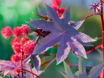 Wunderbaum Die stacheligen Früchte des Wunderbaum