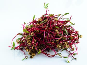 Neben einem hohen Gehalt an den Vitaminen C, E und K sind Microgreens auch reich an Beta-Carotin.