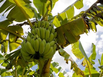 Bananen Bananen