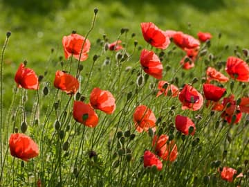 Klatschmohn Klatschmohn