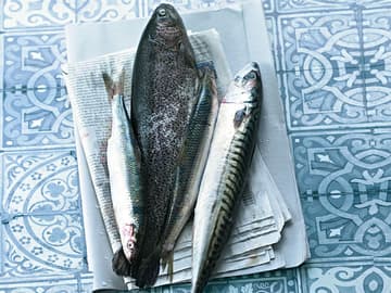 Fisch Fisch