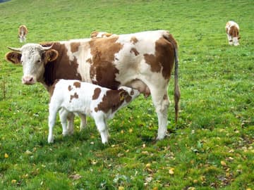 Kühe, frische Lebensmittel Kühe, frische Lebensmittel