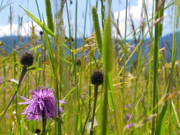 Heublumenbad Heublumen auf einer Wiese
