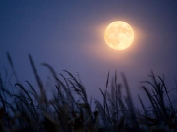 Mond Mond