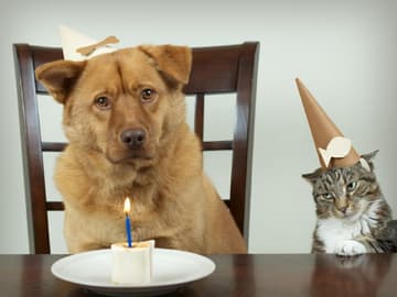 neid-hund-katze.jpg
