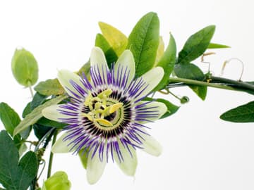 Passionsblume Passionsblume
