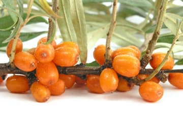 Sanddorn-Beeren Sanddorn-Beeren