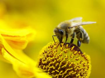 Biene Insektenstiche Biene Insektenstiche
