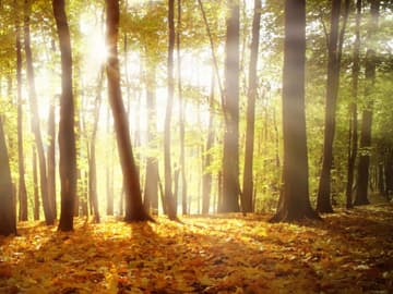 Wald Wald