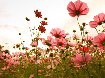 Rote Blumenwiese Rote Blumenwiese
