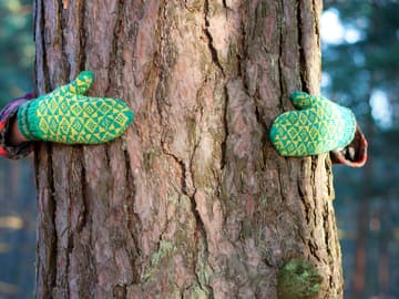 Baum im Wald umarmen Baum im Wald umarmen