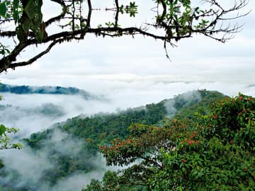 Nebelwald in Ecuador