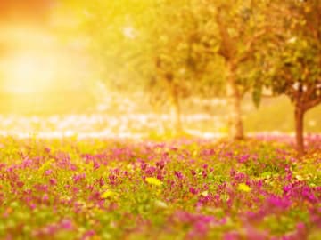 Die Sonne geht unter auf einer Blumenwiese Blumenwiese im Sonnenuntergang