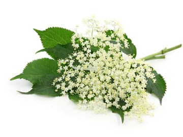 Heilkraft der Holunderblüte Holunder
