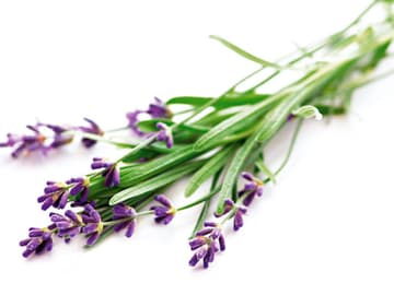 Lavendel Lavendel