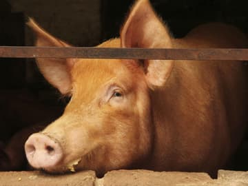 Schwein im Stall