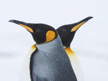 Pinguine lieben sich Pinguine die sich lieben