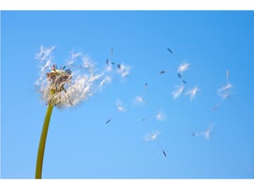 Allergie im Sommer durch Pollenflug Pollen im Sommer