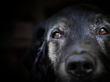 Schwarzer Hund Hund