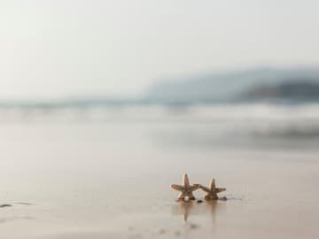 Zwei Seesterne am Strand und Meer Seesterne