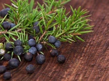 Rezepte mit dem Superfood Wacholderbeere Rezepte mit dem Superfood Wacholderbeere