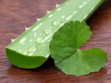 aloe-vera-saft_bei_mandelentzundungen aloe-vera-saft_bei_mandelentzundungen