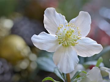 Heilpflanze: Christrose (Helleborus Niger) Heilpflanze: Christrose (Helleborus Niger)