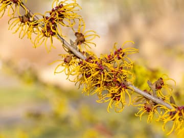 Heilpflanze: Zaubernuss (Hamamelis Virginiana) Heilpflanze: Zaubernuss (Hamamelis Virginiana)