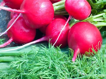 Fenchel und Radieschen fermentieren Fenchel und Radieschen fermentieren