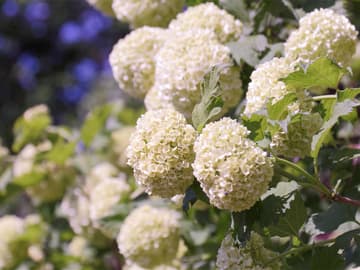 Heilpflanze: Gewöhnlicher Schneeball (Viburnum Opulus) Heilpflanze: Gewöhnlicher Schneeball (Viburnum Opulus)