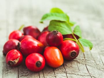 Heilpflanze: Hundsrose (Rosa Canina) Heilpflanze: Hundsrose (Rosa Canina)
