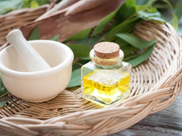 Eukalyptus löst festsitzendes Sekret Eukalyptus löst festsitzendes Sekret